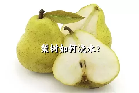 梨树如何浇水？