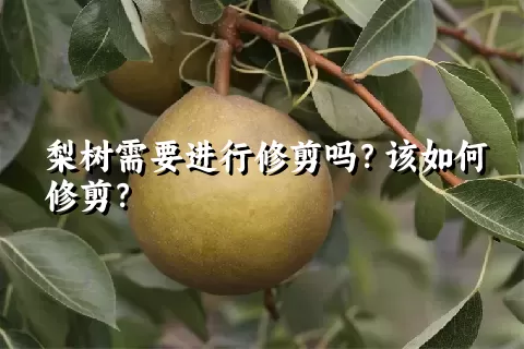 梨树需要进行修剪吗？该如何修剪？