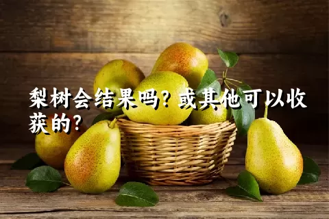 梨树会结果吗？或其他可以收获的？