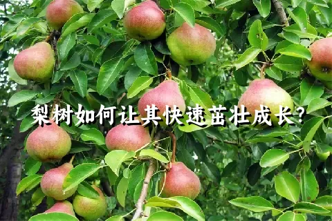 梨树如何让其快速茁壮成长？