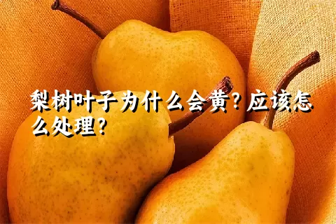 梨树叶子为什么会黄？应该怎么处理？