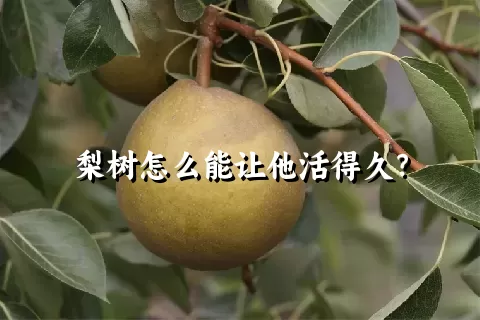 梨树怎么能让他活得久？