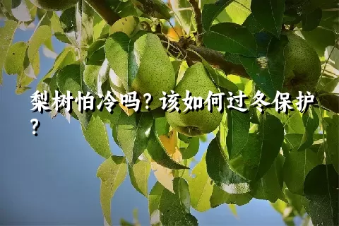 梨树怕冷吗？该如何过冬保护？