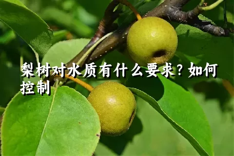 梨树对水质有什么要求？如何控制