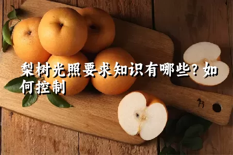 梨树光照要求知识有哪些？如何控制