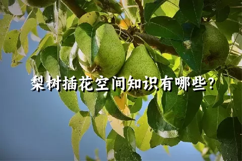 梨树插花空间知识有哪些？