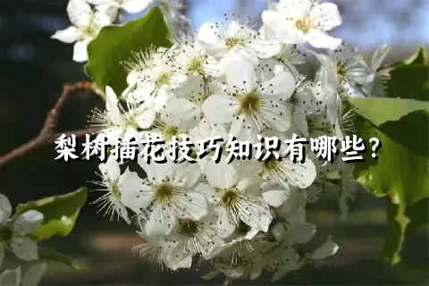 梨树插花技巧知识有哪些？