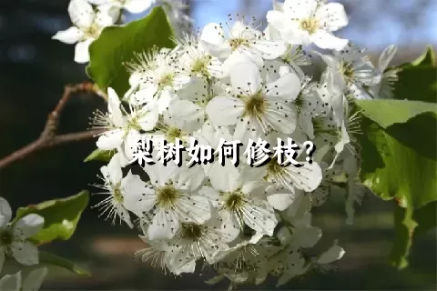 梨树如何修枝？