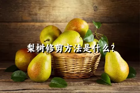 梨树修剪方法是什么？