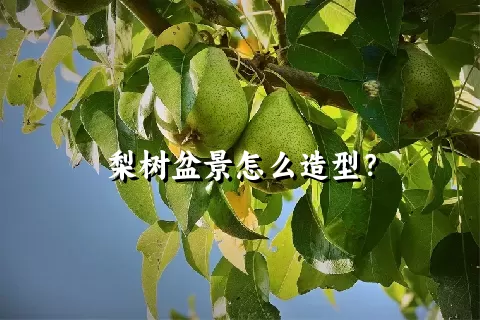 梨树盆景怎么造型？