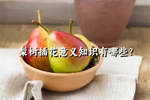 梨树插花意义知识有哪些？