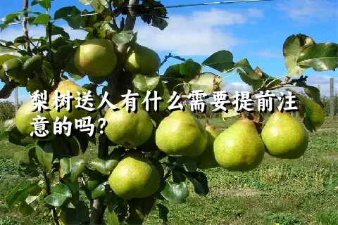 梨树送人有什么需要提前注意的吗？