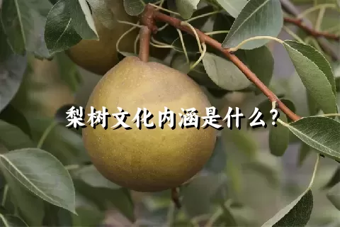 梨树文化内涵是什么？