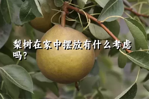 梨树在家中摆放有什么考虑吗？