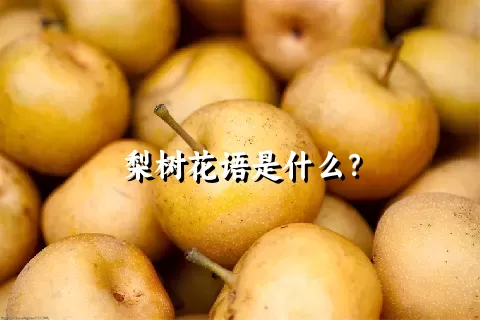 梨树花语是什么？