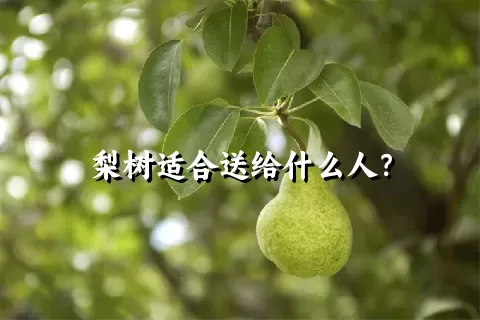 梨树适合送给什么人？