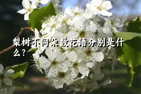 梨树不同朵数花语分别是什么？