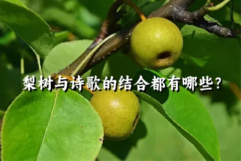 梨树与诗歌的结合都有哪些？