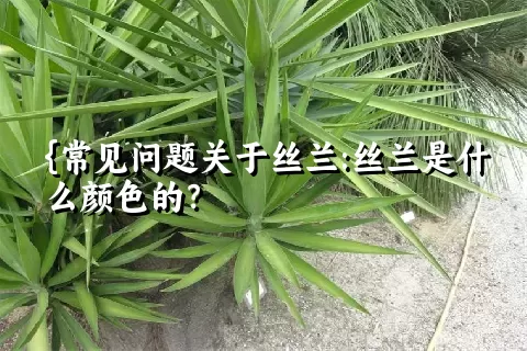 {常见问题关于丝兰:丝兰是什么颜色的？