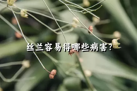 丝兰容易得哪些病害？