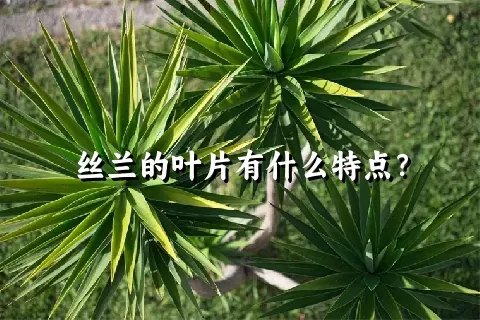 丝兰的叶片有什么特点？