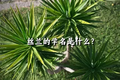 丝兰的学名是什么？