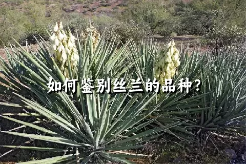 如何鉴别丝兰的品种？