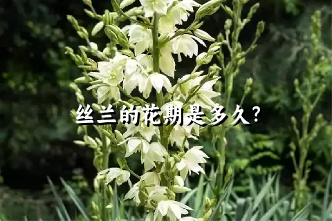 丝兰的花期是多久？