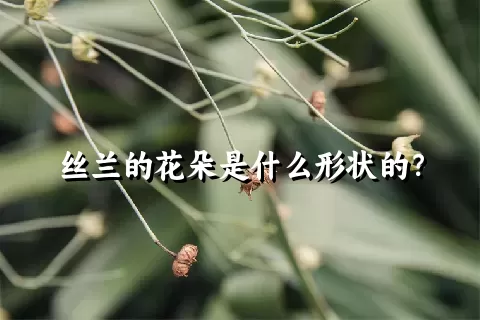 丝兰的花朵是什么形状的？