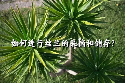 如何进行丝兰的采摘和储存？