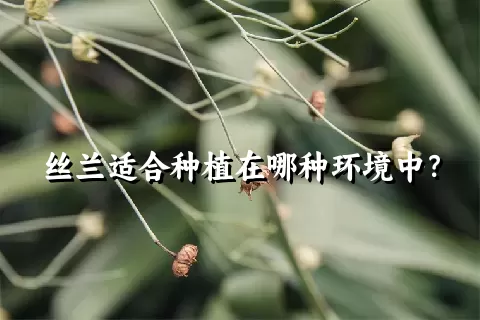 丝兰适合种植在哪种环境中？