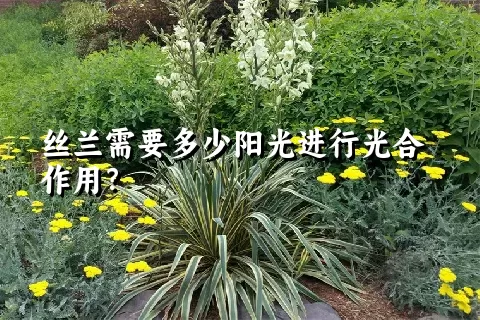 丝兰需要多少阳光进行光合作用？