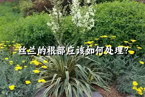 丝兰的根部应该如何处理？