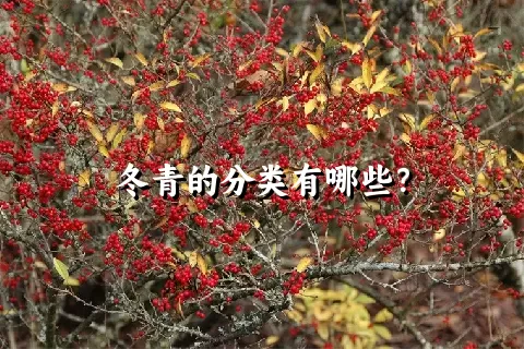 冬青的分类有哪些？