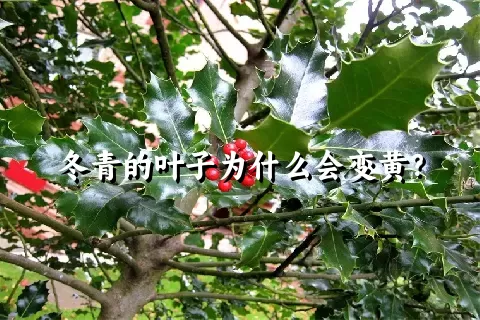 冬青的叶子为什么会变黄？