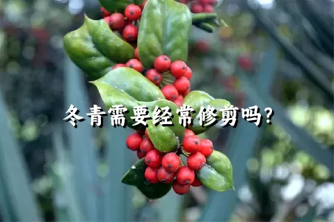 冬青需要经常修剪吗？