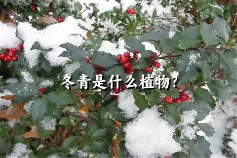 冬青是什么植物？