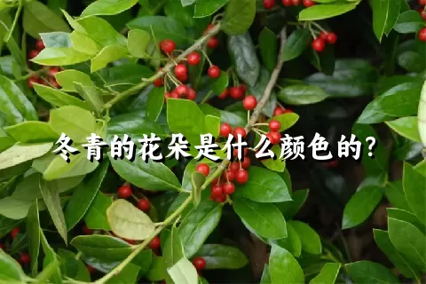 冬青的花朵是什么颜色的？