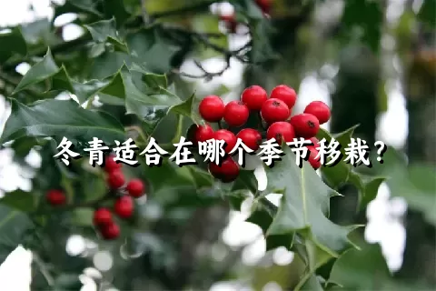 冬青适合在哪个季节移栽？