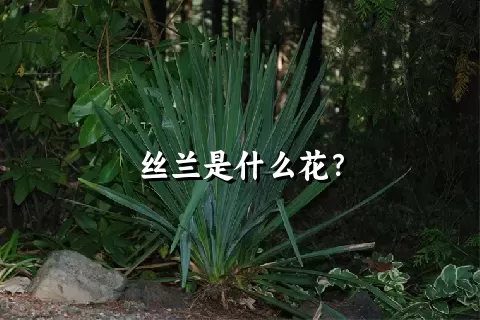 丝兰是什么花？