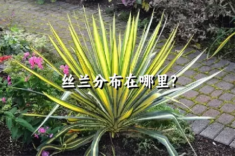 丝兰分布在哪里?