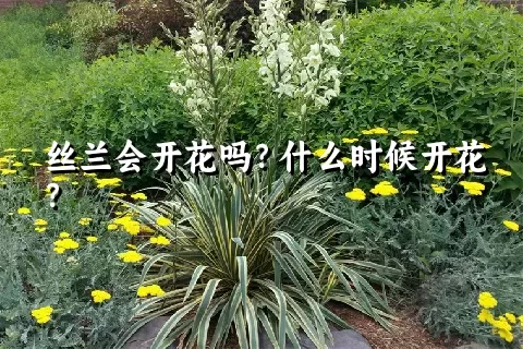 丝兰会开花吗？什么时候开花？