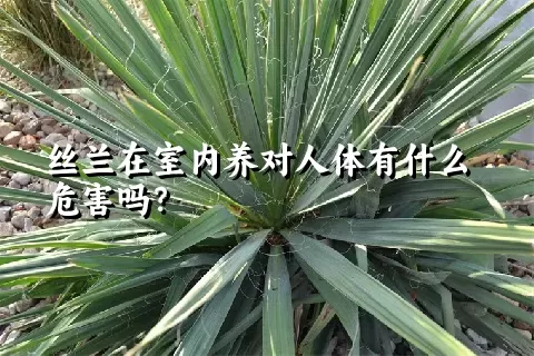 丝兰在室内养对人体有什么危害吗？