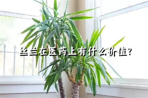 丝兰在医药上有什么价值？