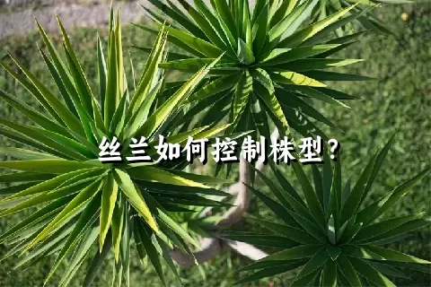 丝兰如何控制株型？