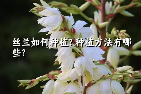 丝兰如何种植？种植方法有哪些？