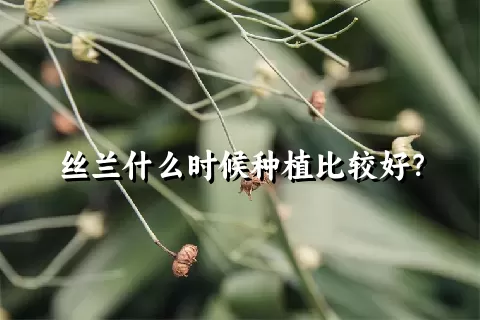 丝兰什么时候种植比较好？