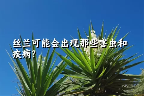 丝兰可能会出现那些害虫和疾病？