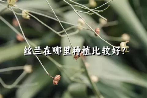 丝兰在哪里种植比较好？