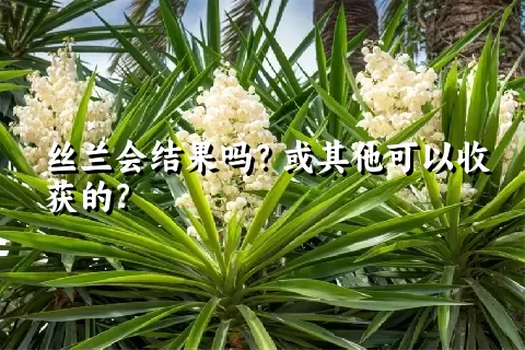 丝兰会结果吗？或其他可以收获的？